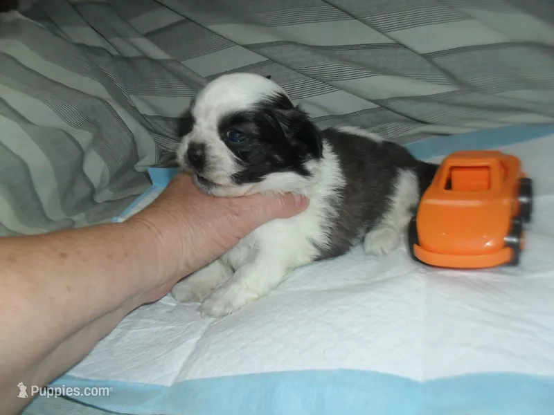 Axel – Shih Tzu puppy for sale in Woodfin, NC