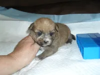 Max, a male Yorkshire Terrier and Malchi for sale in Woodfin, NC – 2 of 4