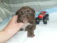 Razor, a male Mal Shi for sale in Woodfin, NC – Photo 5 of 5