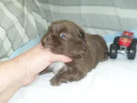 Razor, a male Mal Shi for sale in Woodfin, NC – Photo 2 of 5