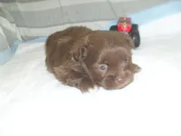 Razor, a male Mal Shi for sale in Woodfin, NC – Photo 4 of 5