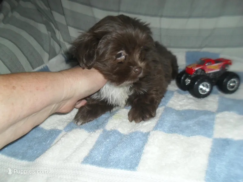 Razor – Mal Shi puppy for sale in Woodfin, NC