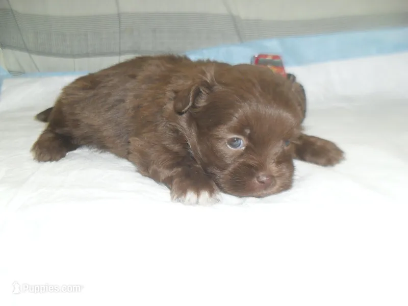 Razor – Mal Shi puppy for sale in Woodfin, NC