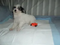 Teddy, a female Morkie for sale in Woodfin, NC – 2 of 5