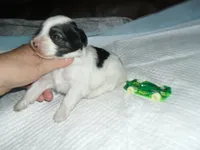 Spike, a female Morkie for sale in Woodfin, NC – 4 of 5