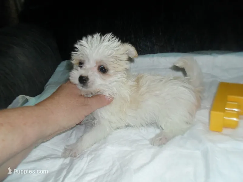 Tabby – Morkie puppy for sale in Woodfin, NC