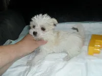 Tabby, a female Morkie for sale in Woodfin, NC – 1 of 4