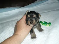 Razor, a female Morkie for sale in Woodfin, NC – 2 of 4