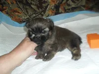 Raine, a female Shih Tzu for sale in Woodfin, NC – 2 of 5