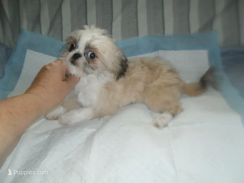 Lacey – Shih Tzu puppy for sale in Woodfin, NC