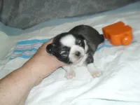 Remi, a female Shih Tzu for sale in Woodfin, NC – Photo 5 of 5