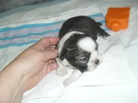 Remi, a female Shih Tzu for sale in Woodfin, NC – Photo 4 of 5