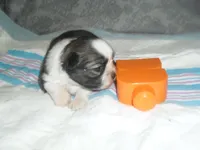 Remi, a female Shih Tzu for sale in Woodfin, NC – Photo 2 of 5