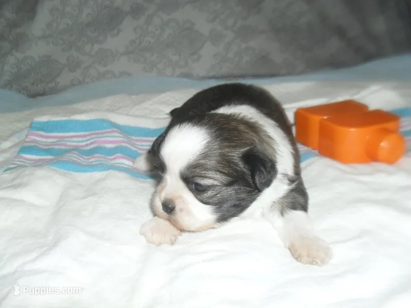 Remi – Shih Tzu puppy for sale in Woodfin, NC