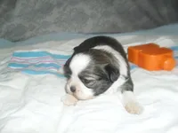 Remi, a female Shih Tzu for sale in Woodfin, NC – Photo 1 of 5