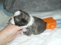 Remi, a female Shih Tzu for sale in Woodfin, NC – Photo 3 of 5
