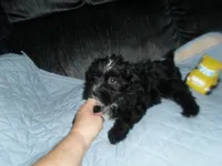 River, a male Morkie for sale in Woodfin, NC – 5 of 5