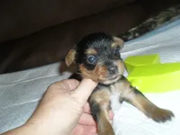 Remi, a female Yorkshire Terrier for sale in Woodfin, NC – 4 of 5