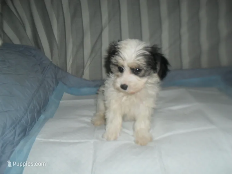 Tia – Morkie puppy for sale in Woodfin, NC