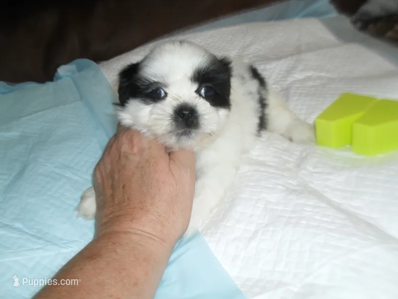 Jade – Shih Tzu puppy for sale in Woodfin, NC