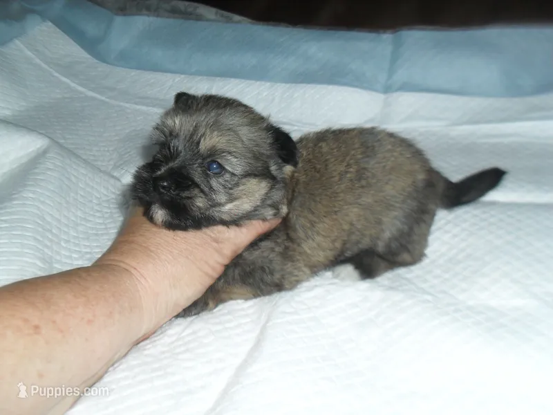 Chase – Yorkshire Terrier, Malchi puppy for sale in Woodfin, NC