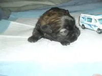 Ace, a male Shih Tzu for sale in Woodfin, NC – 3 of 4