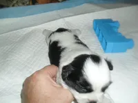 Spider, a male Shih Tzu for sale in Woodfin, NC – 5 of 6