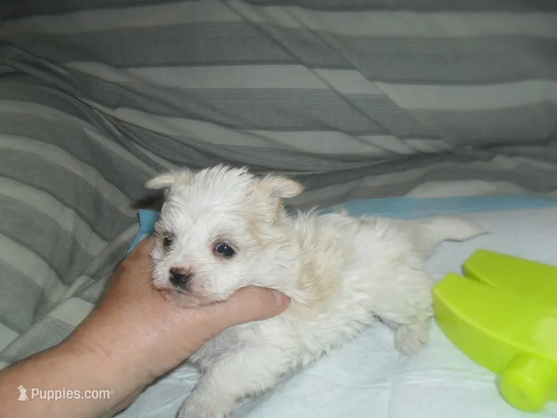 Tabby – Morkie puppy for sale in Woodfin, NC
