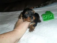 Raven, a female Yorkshire Terrier for sale in Woodfin, NC – 1 of 4
