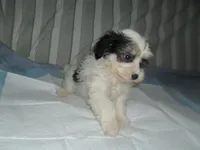 Tia, a female Morkie for sale in Woodfin, NC – 4 of 5