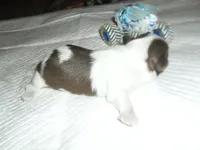 River, a male Mal Shi for sale in Woodfin, NC – 2 of 5