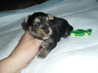 Razor, a female Morkie for sale in Woodfin, NC – 4 of 4