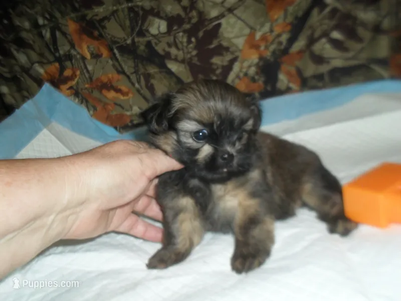 Raine – Shih Tzu puppy for sale in Woodfin, NC