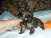 Raine, a female Shih Tzu for sale in Woodfin, NC – 1 of 5