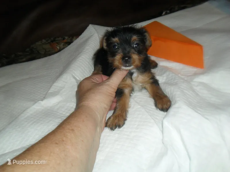 Remi – Yorkshire Terrier puppy for sale in Woodfin, NC