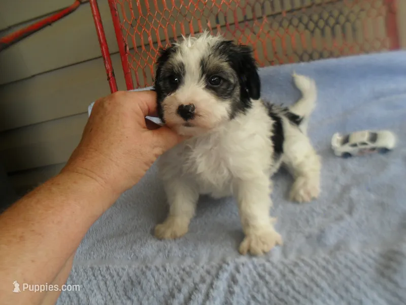 Spike – Morkie puppy for sale in Woodfin, NC