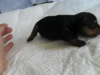 Porsha, a female Yorkshire Terrier for sale in Woodfin, NC – 5 of 5