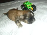 Ryder, a male Mal Shi for sale in Woodfin, NC – 3 of 5