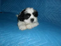 Spider, a male Shih Tzu for sale in Woodfin, NC – 4 of 5