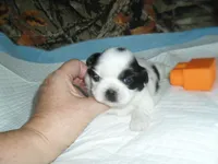 Jade, a female Shih Tzu for sale in Woodfin, NC – 3 of 5