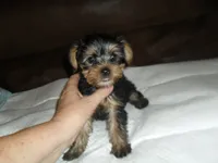 Porsha, a female Yorkshire Terrier for sale in Woodfin, NC – 6 of 6