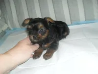 Teaka, a female Yorkshire Terrier for sale in Woodfin, NC – Photo 4 of 5