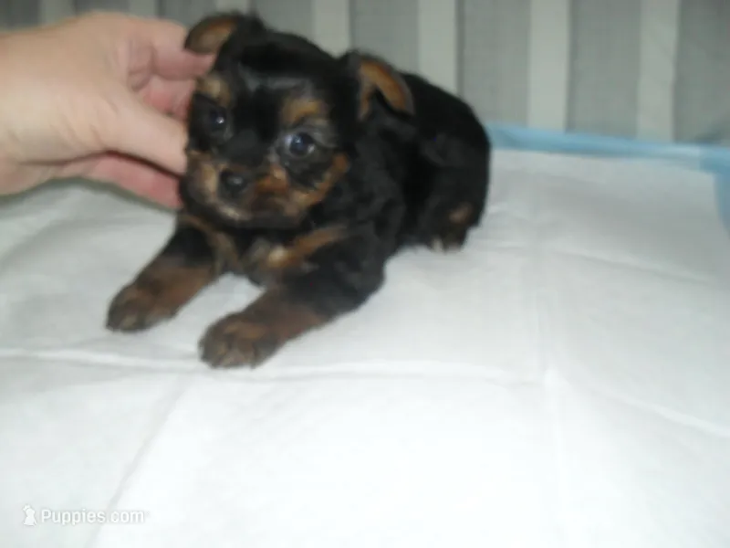 Teaka, a female Yorkshire Terrier for sale in Woodfin, NC – Photo 1 of 5
