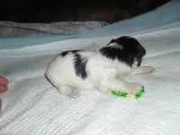 Spike, a female Morkie for sale in Woodfin, NC – 3 of 5
