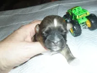 Ryder, a male Mal Shi for sale in Woodfin, NC – 5 of 5