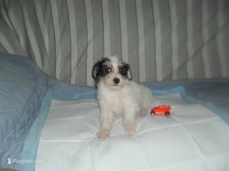 Teddy – Morkie puppy for sale in Woodfin, NC