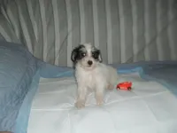 Teddy, a female Morkie for sale in Woodfin, NC – 1 of 5