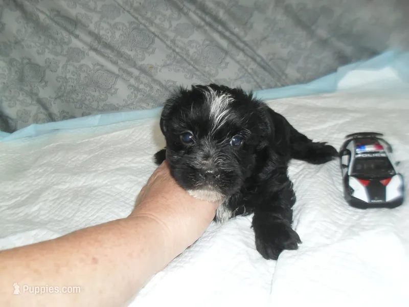 River – Morkie puppy for sale in Woodfin, NC