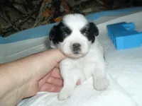 Spider, a male Shih Tzu for sale in Woodfin, NC – 4 of 6