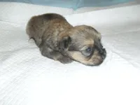 Teaka, a female Yorkshire Terrier and Malchi for sale in Woodfin, NC – 5 of 5